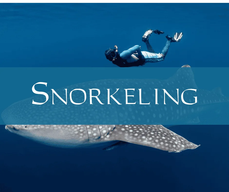 Snorkeling with CORALIA II in Raja Ampat